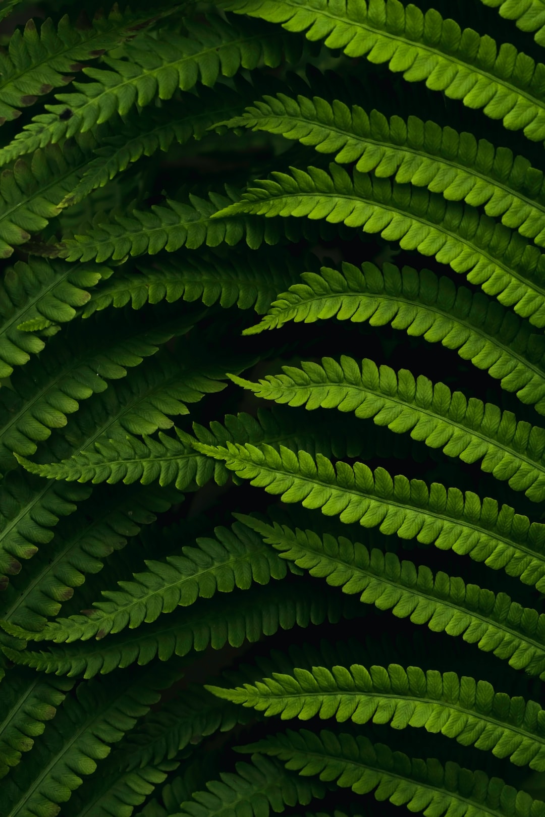 Beautiful fern details in a warm light.
