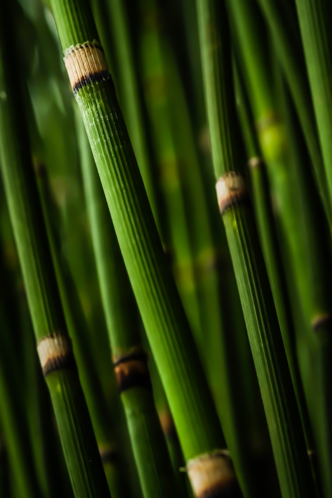 Thick bamboo stems