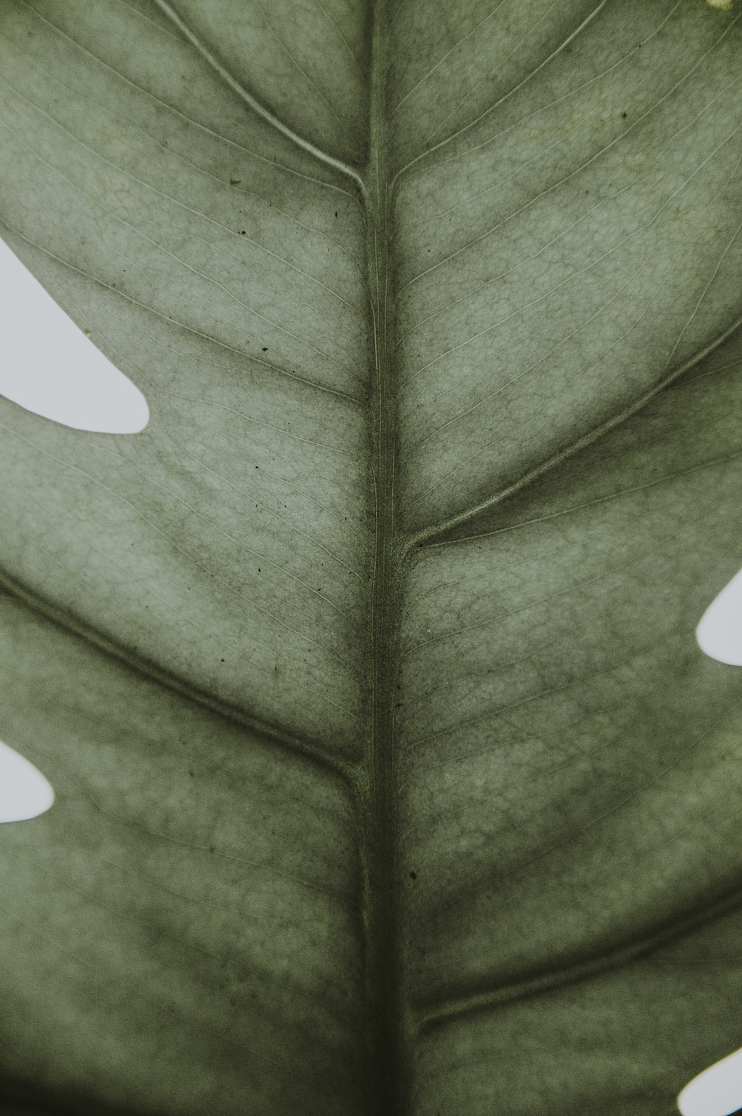 Leaf