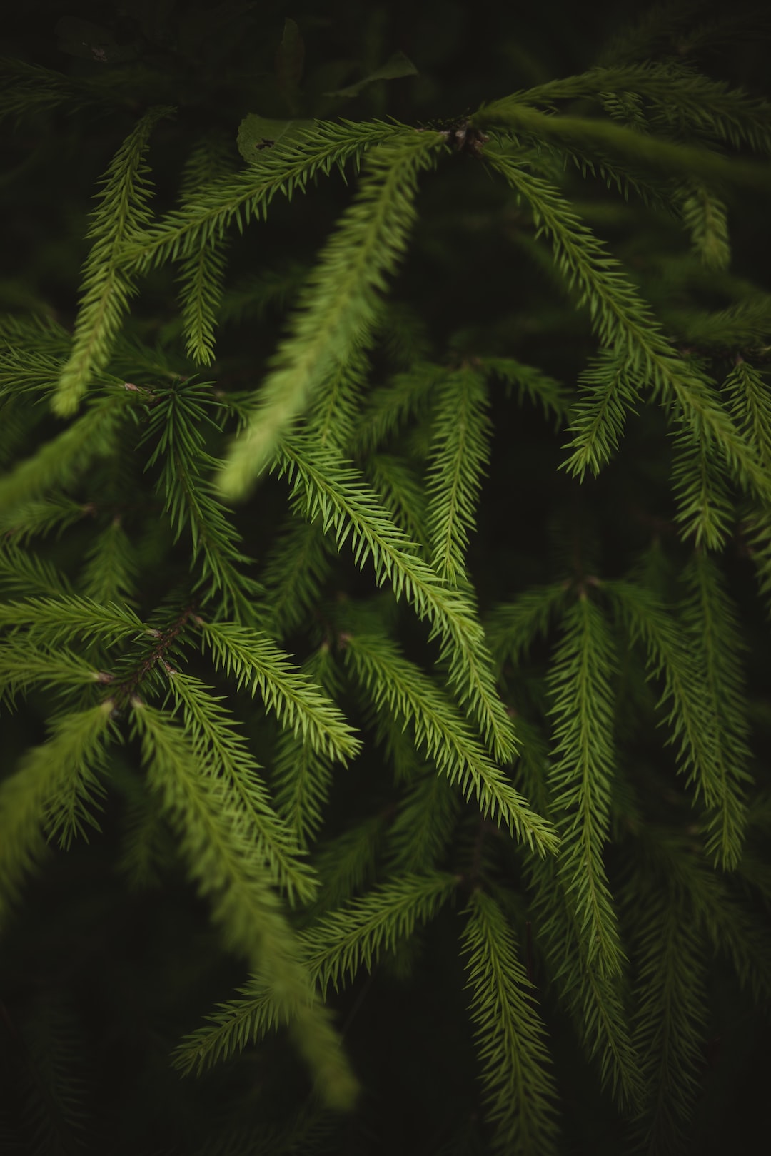 Picea abies, or European spruce