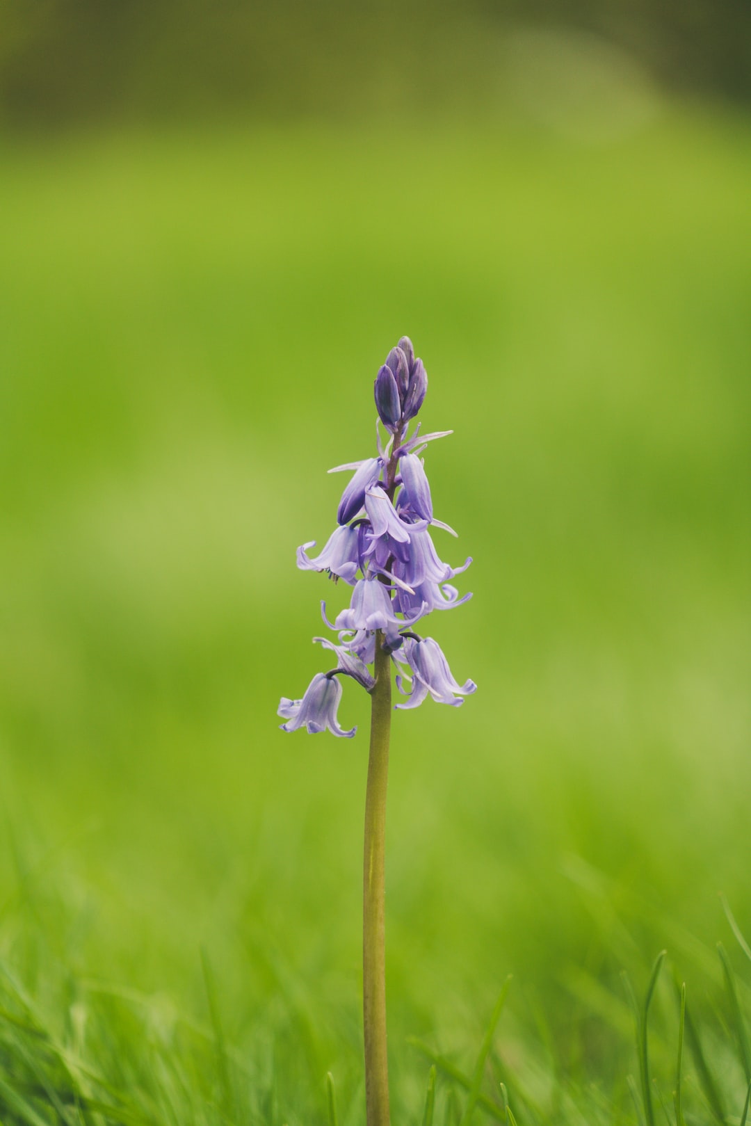 A beautiful flower in Hyde Park, London