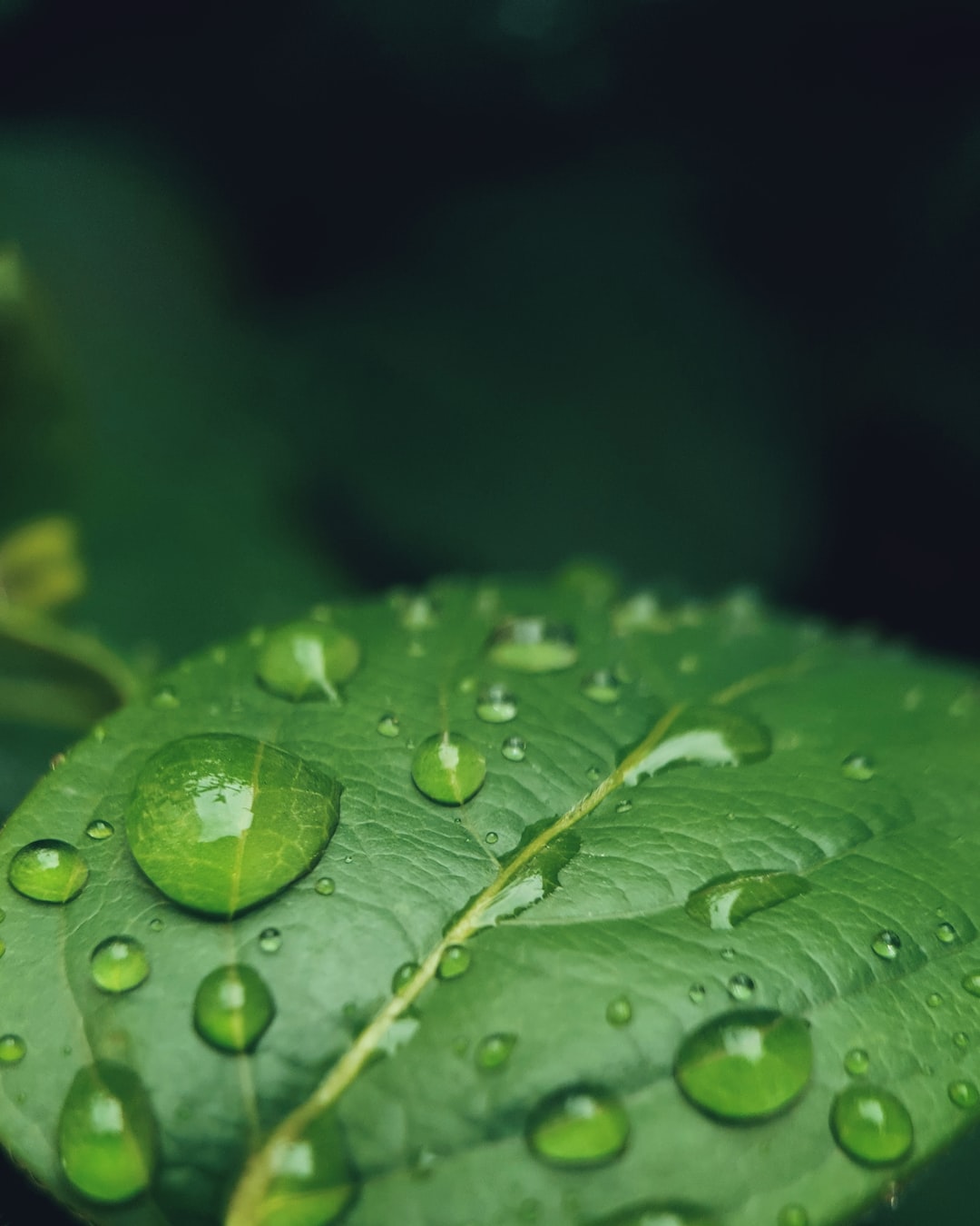 Spring Rain Drops on a Leaf