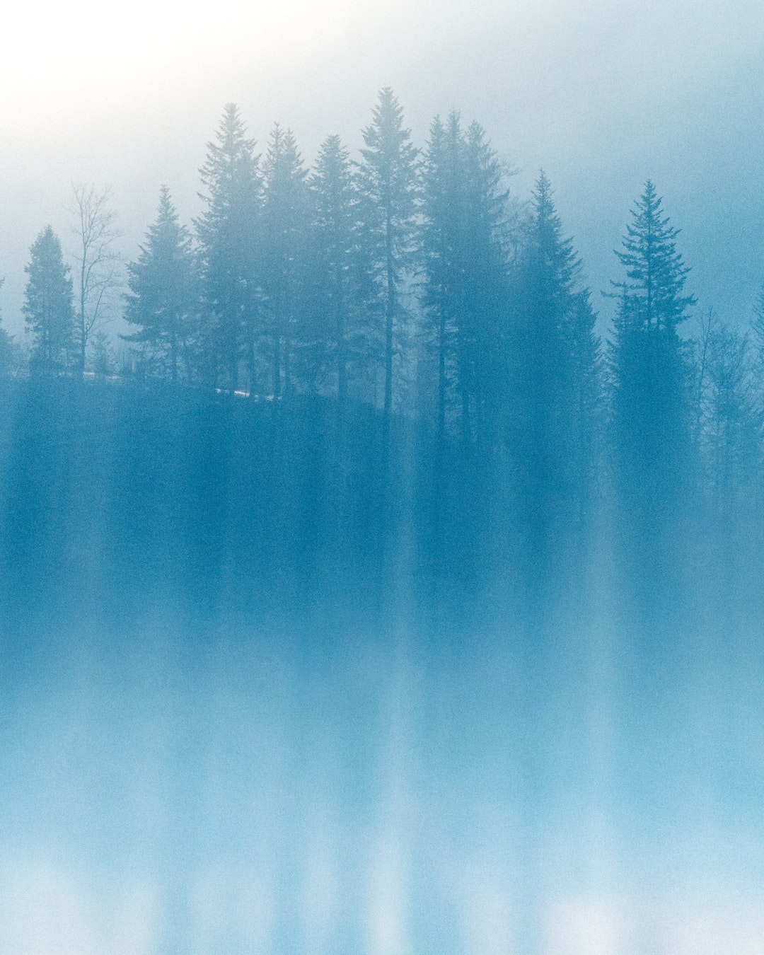 minimal, moody, misty forest with fog in the early morning