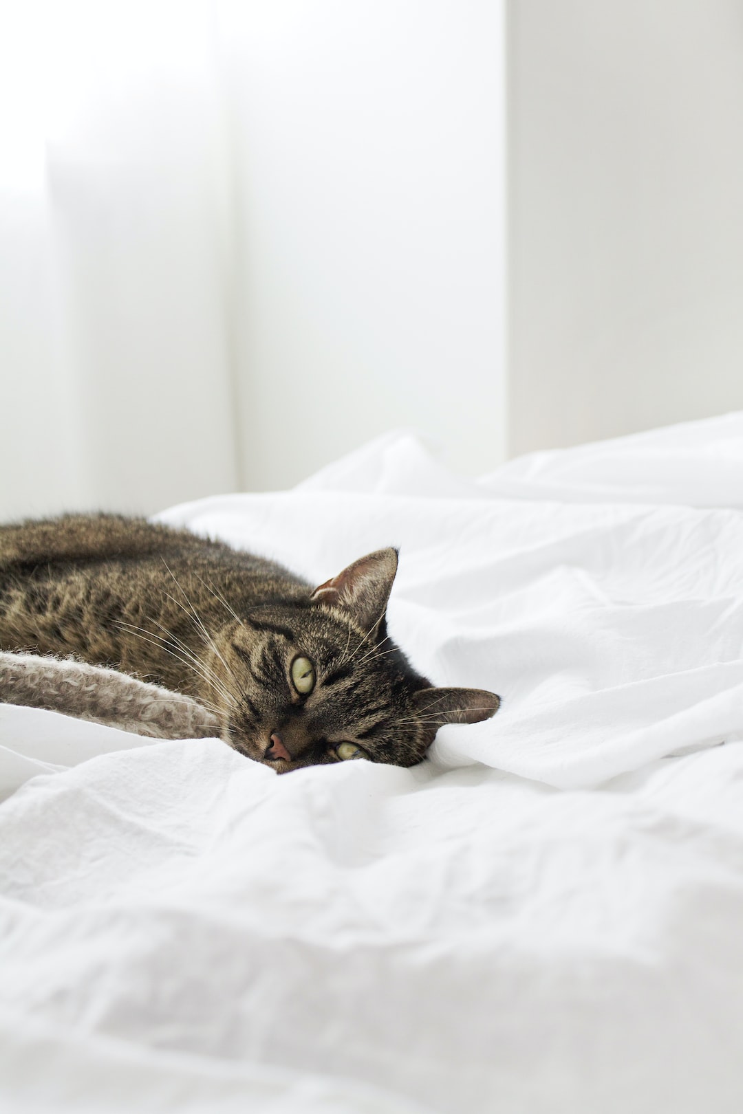 Cat on white blanket