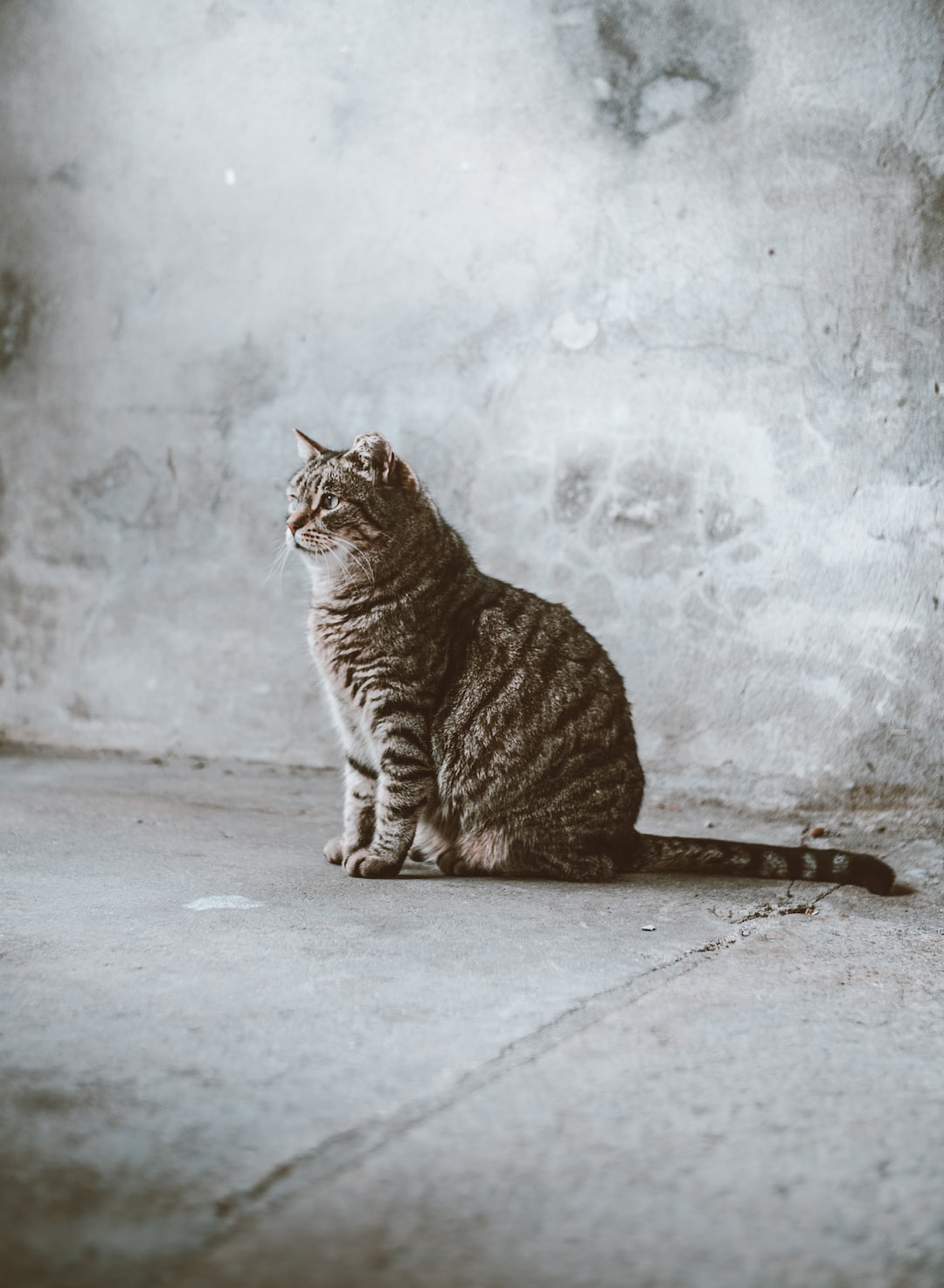 Cat @ the local market in Porto