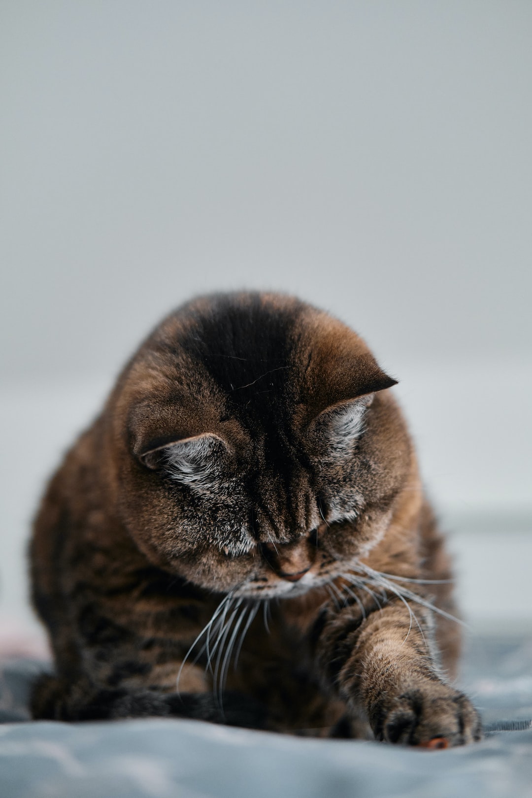 Cat (Bea) snuggling in Bed (Shoot with Fuji X-T3)