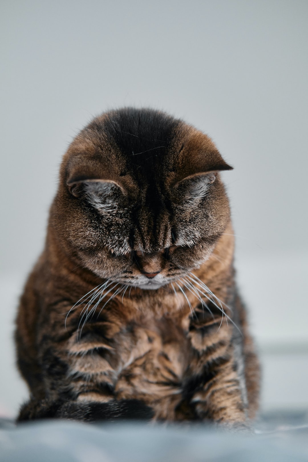 Cat (Bea) snuggling in Bed (Shoot with Fuji X-T3)