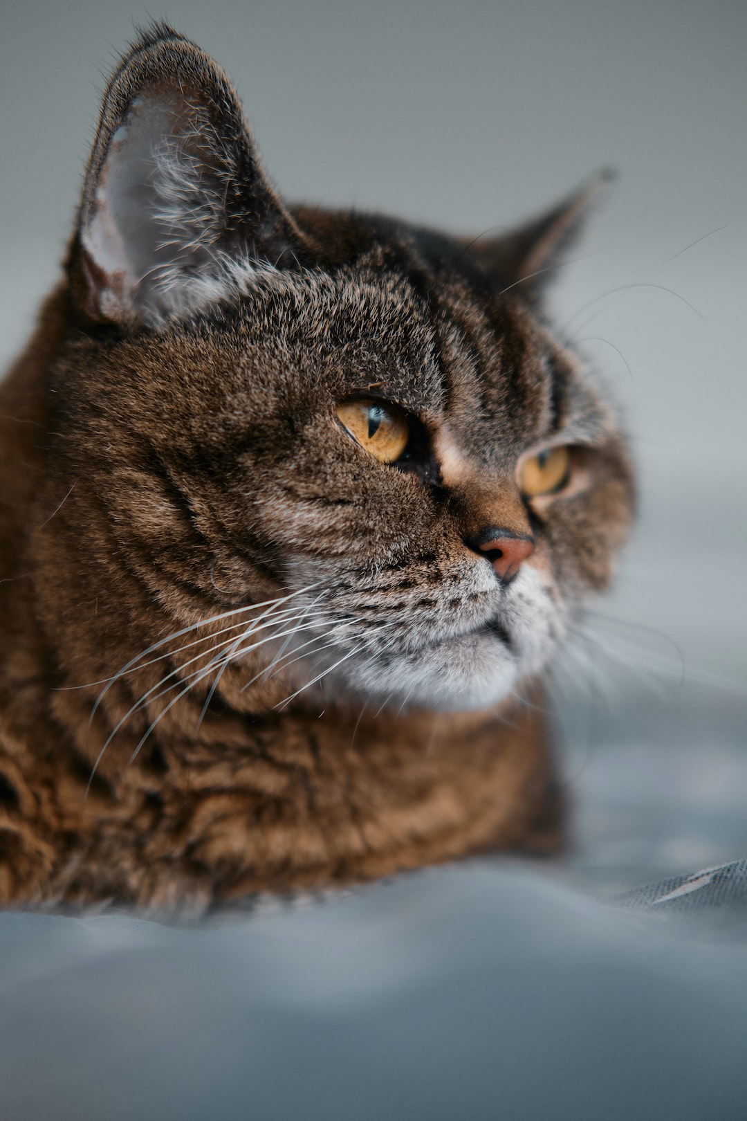 Cat (Bea) snuggling in Bed (Shoot with Fuji X-T3)