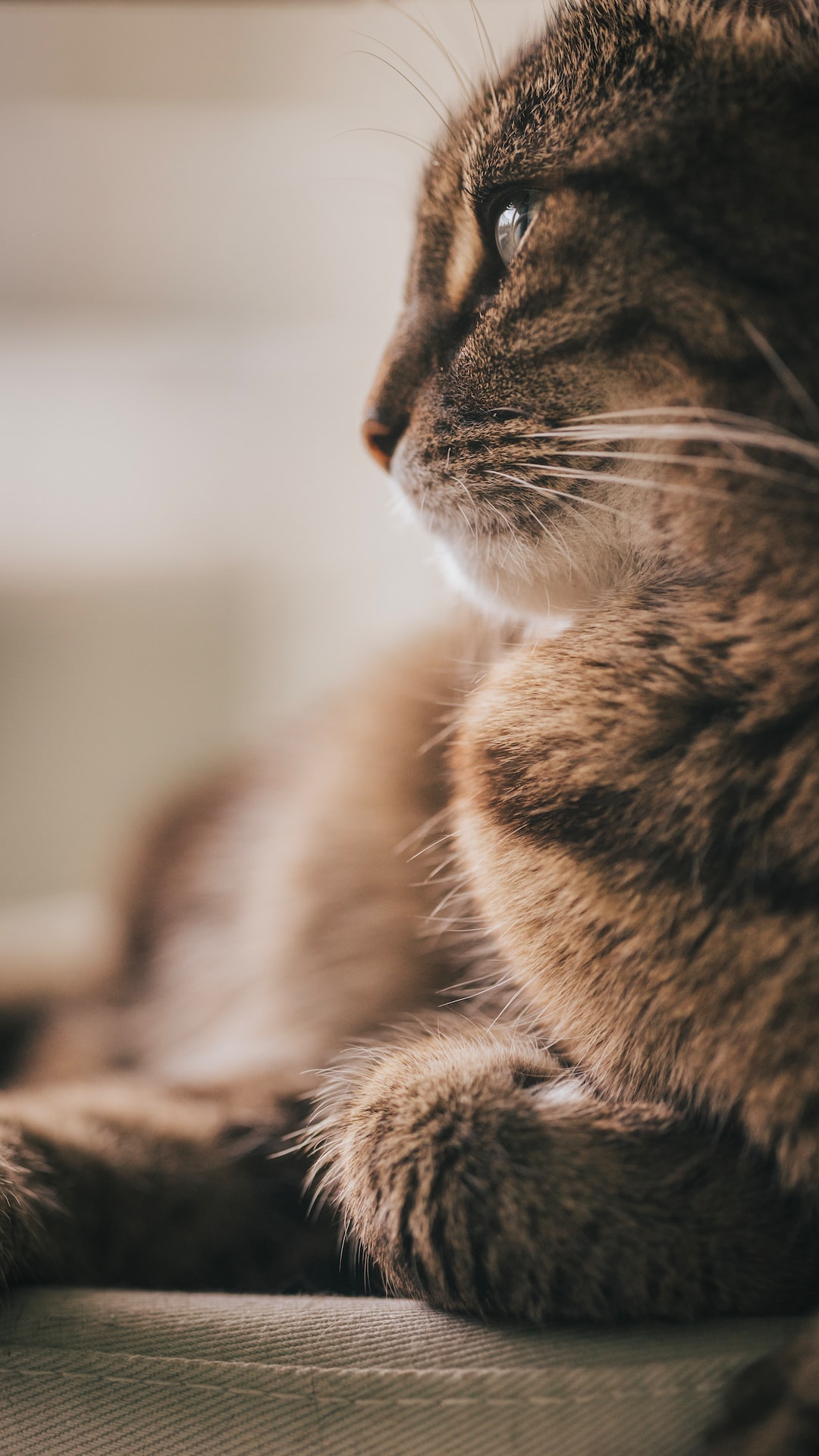 My Cute Cat Looking out of a Window