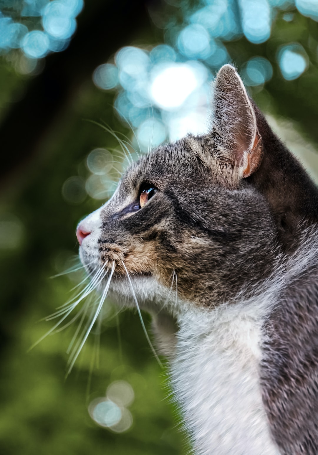 Thoughtful looking cat.