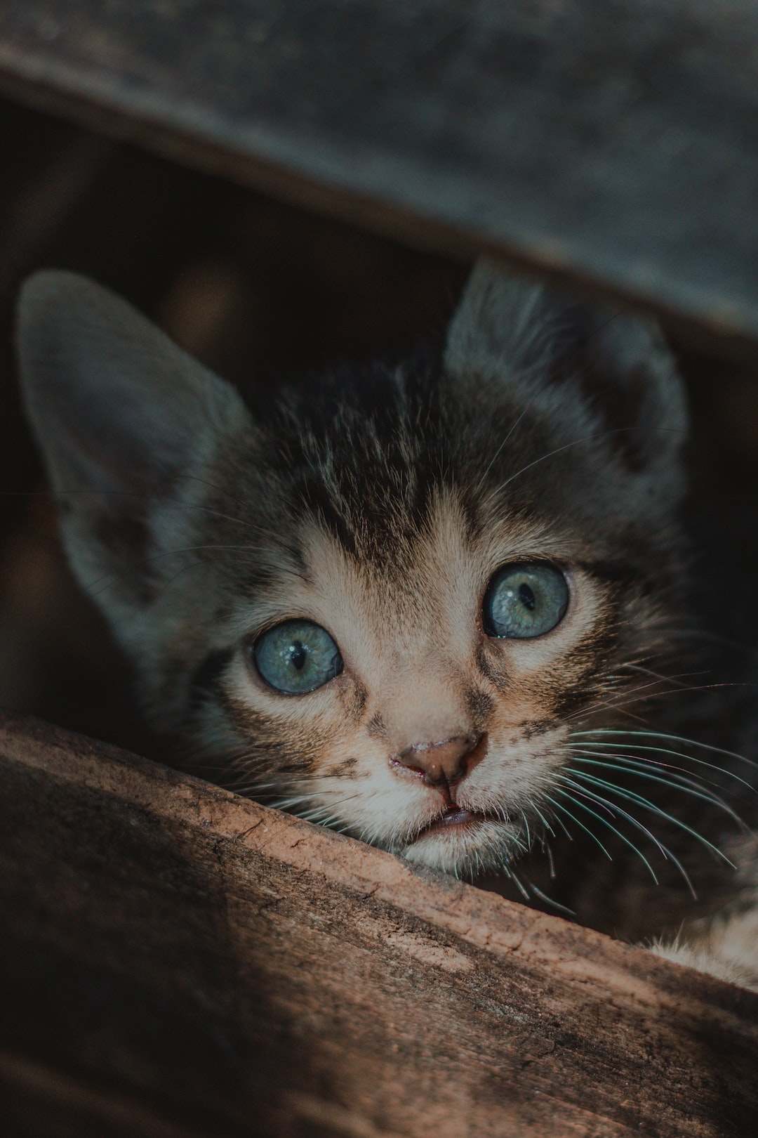 Gato pequeño con rayo de luz del sol en el rostro 