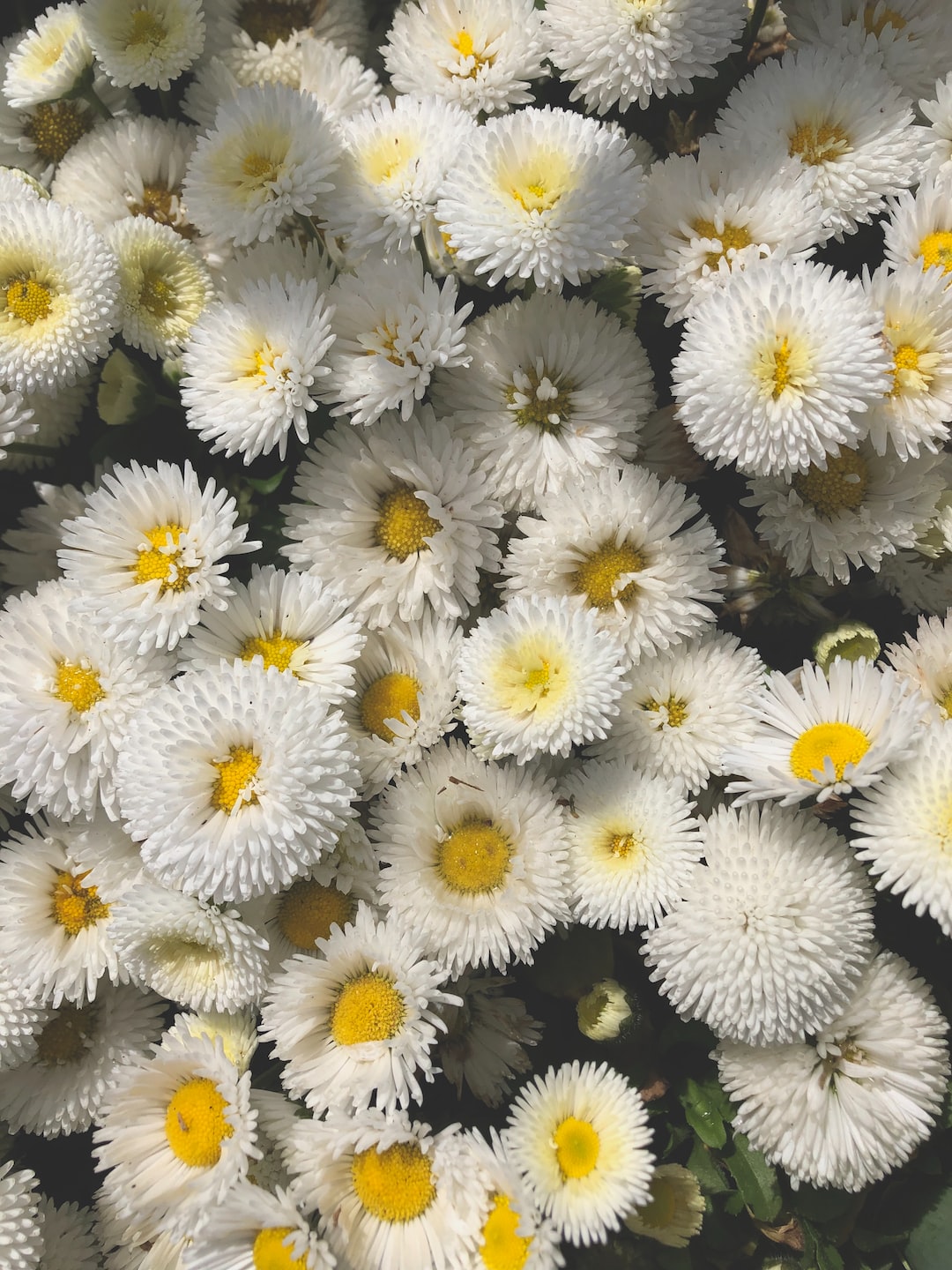 a bed of daisy's
