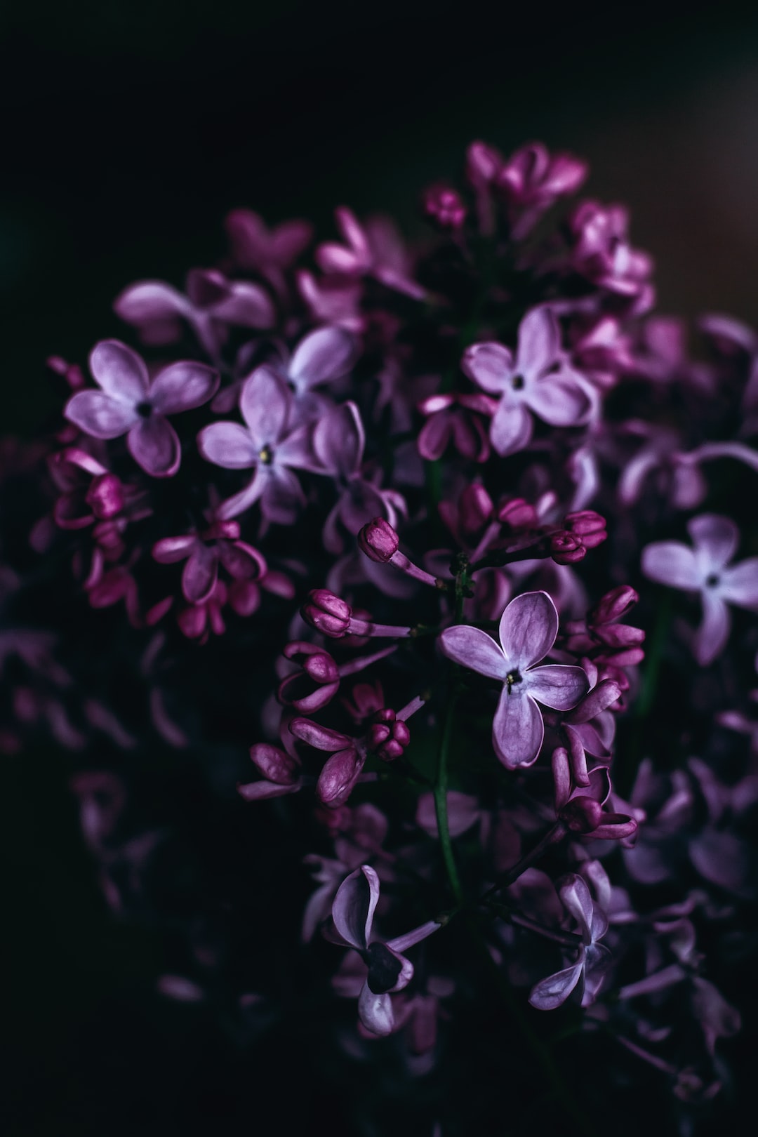 Purple lilac up close