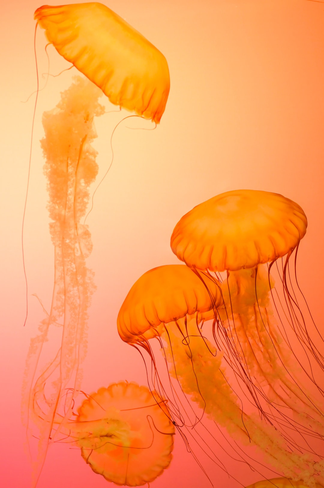 Jellyfish at Shedd Aquarium