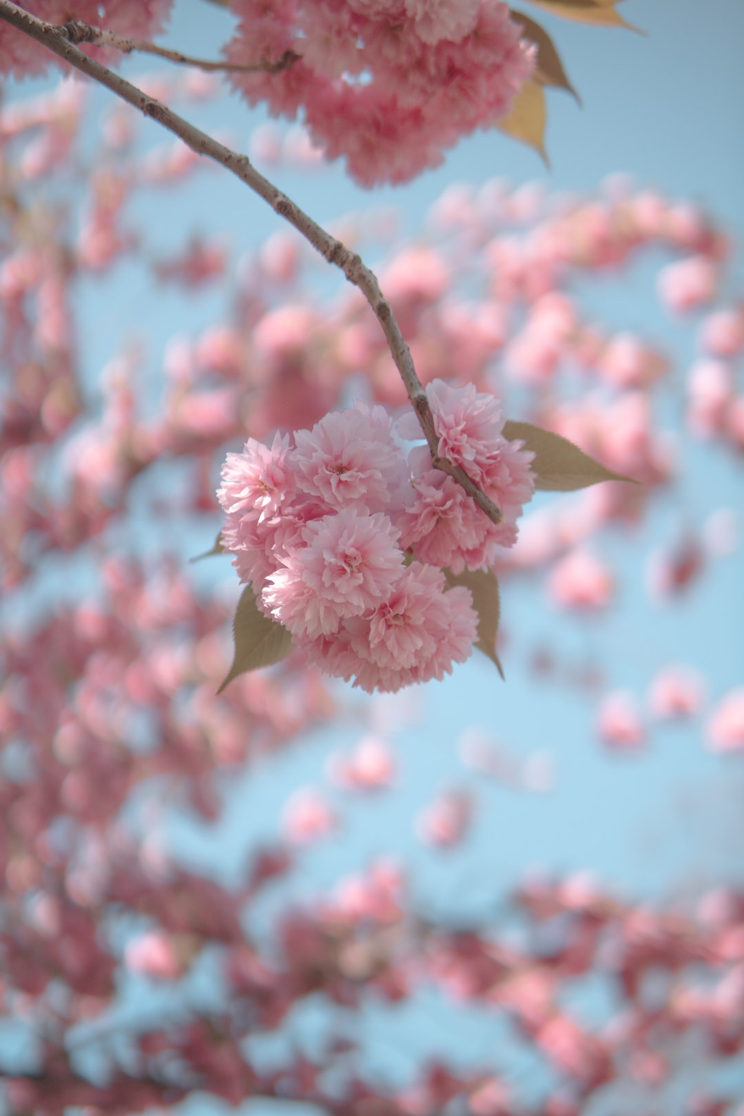 Cherry blossom