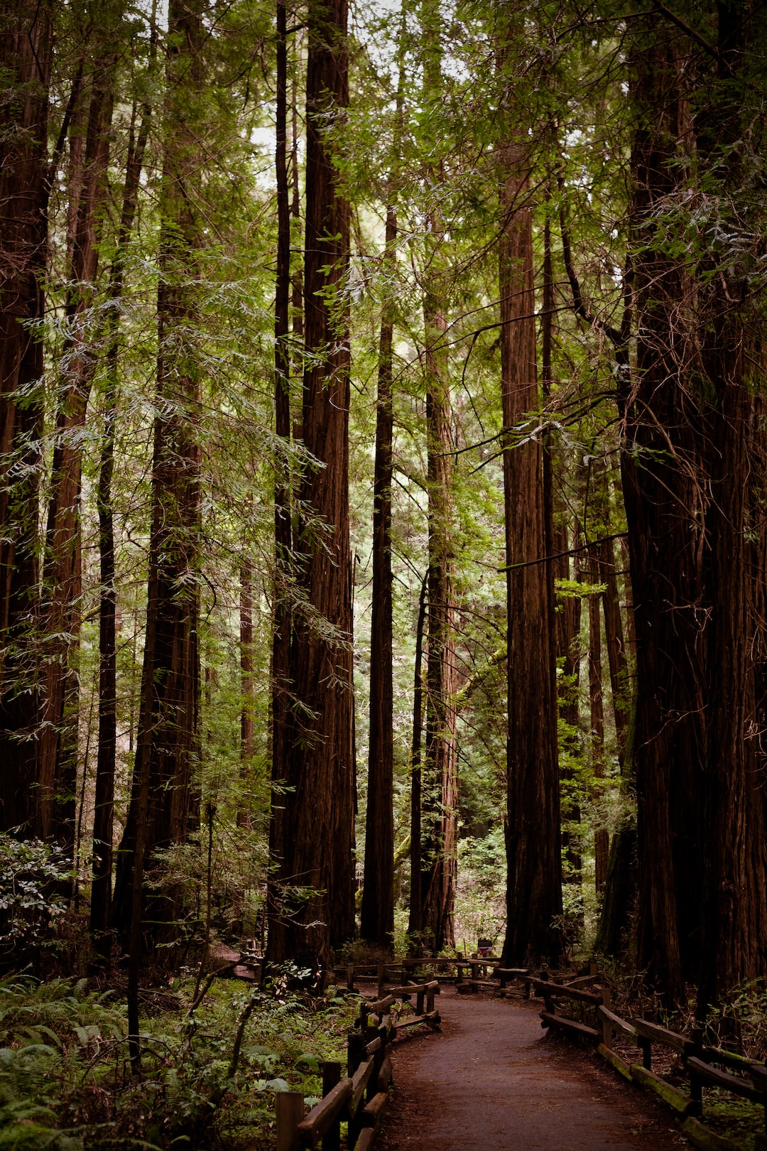 Path in a forest