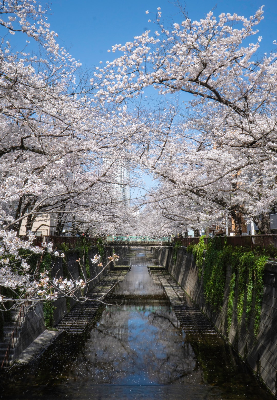 Sakura blossom at Meguro River