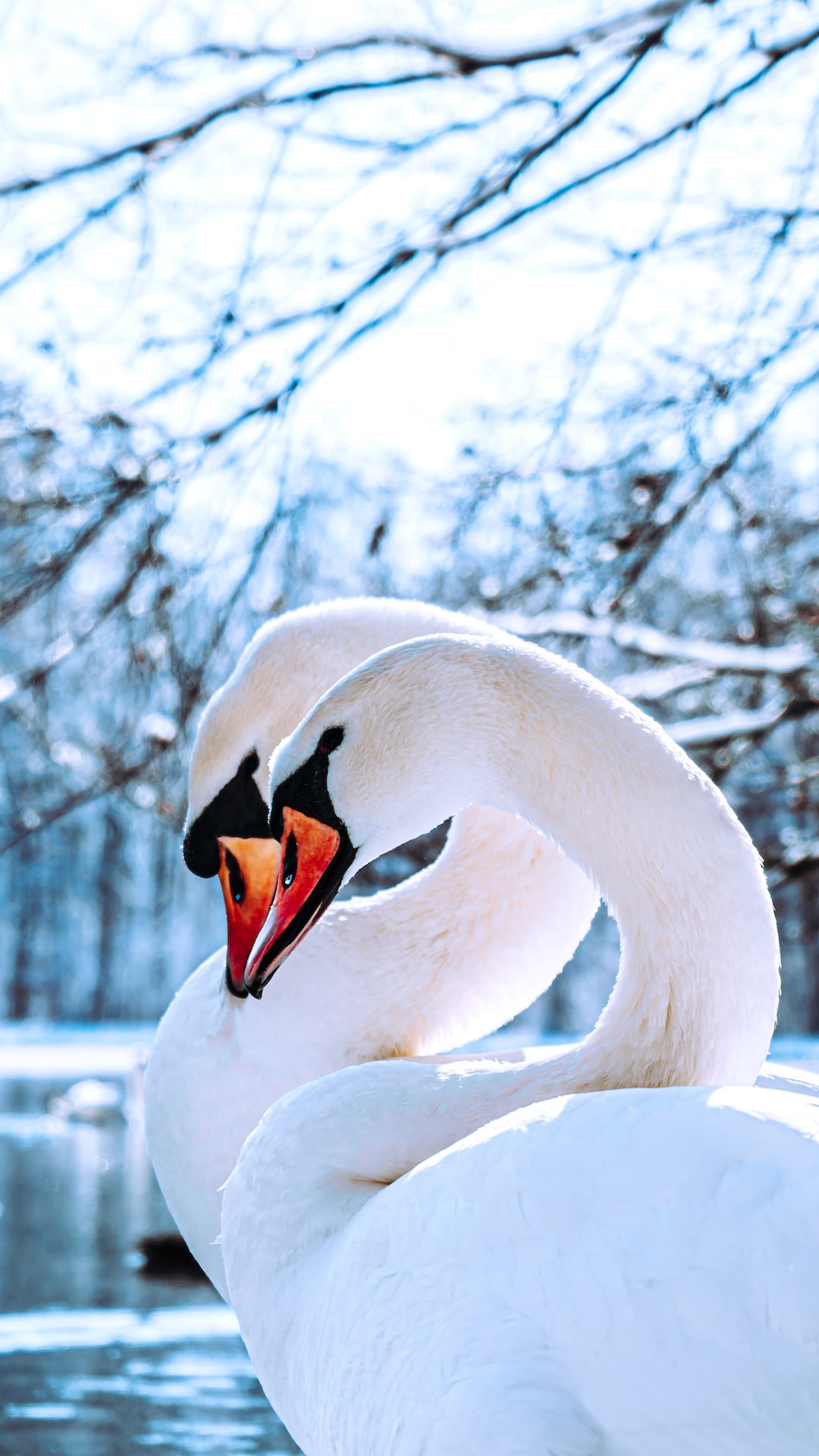 Raphael Renter • Swan before Valentine