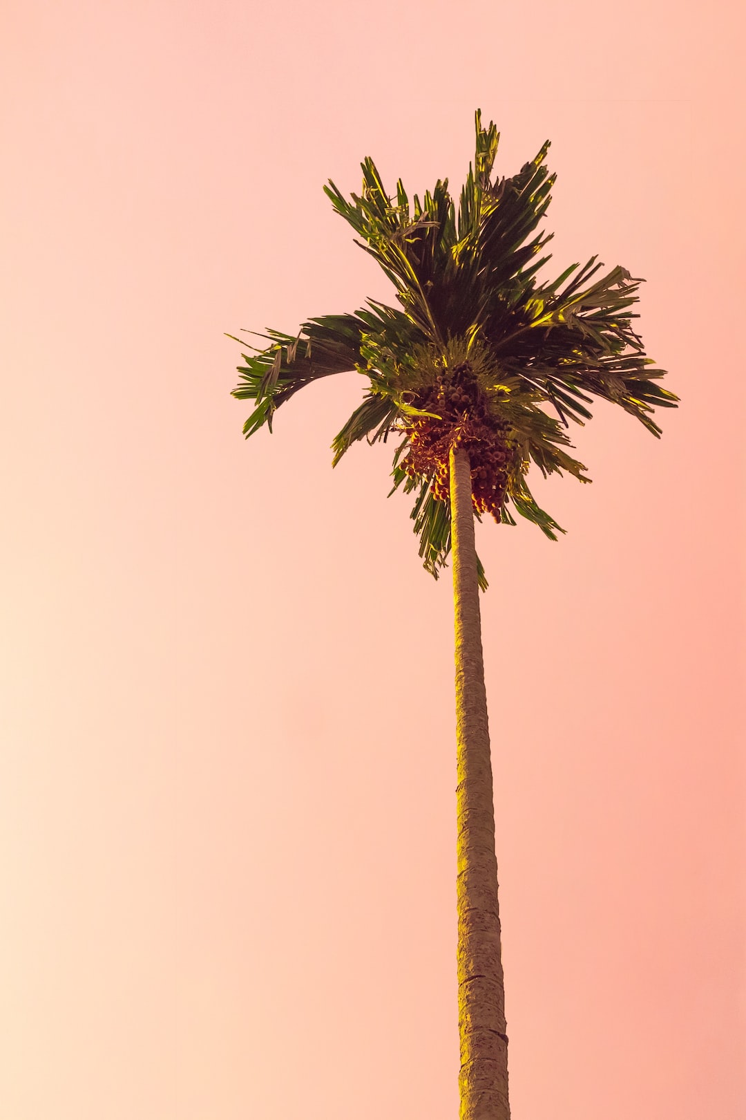 Palm Tree