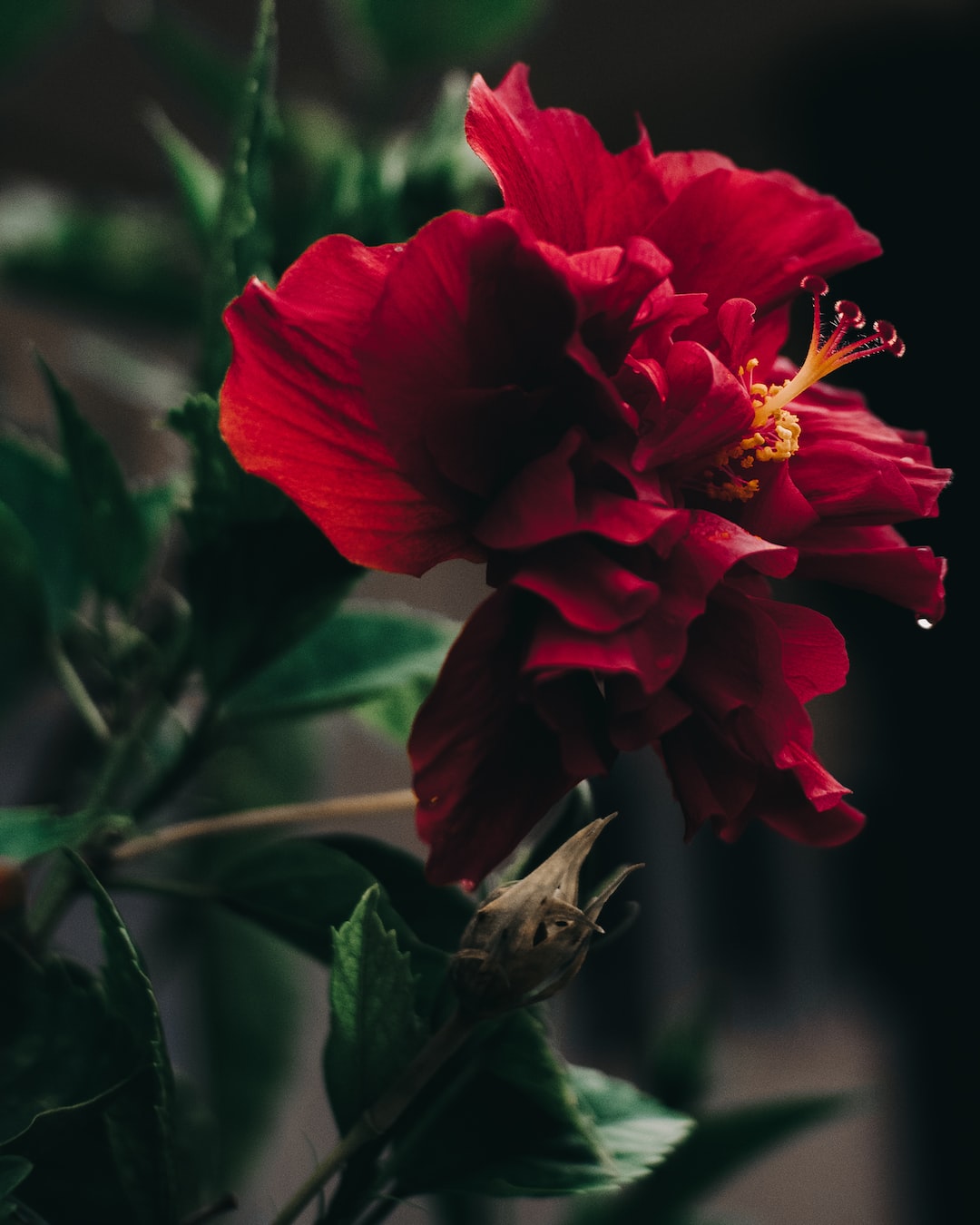 A photo of shoeblackplant flower after rain