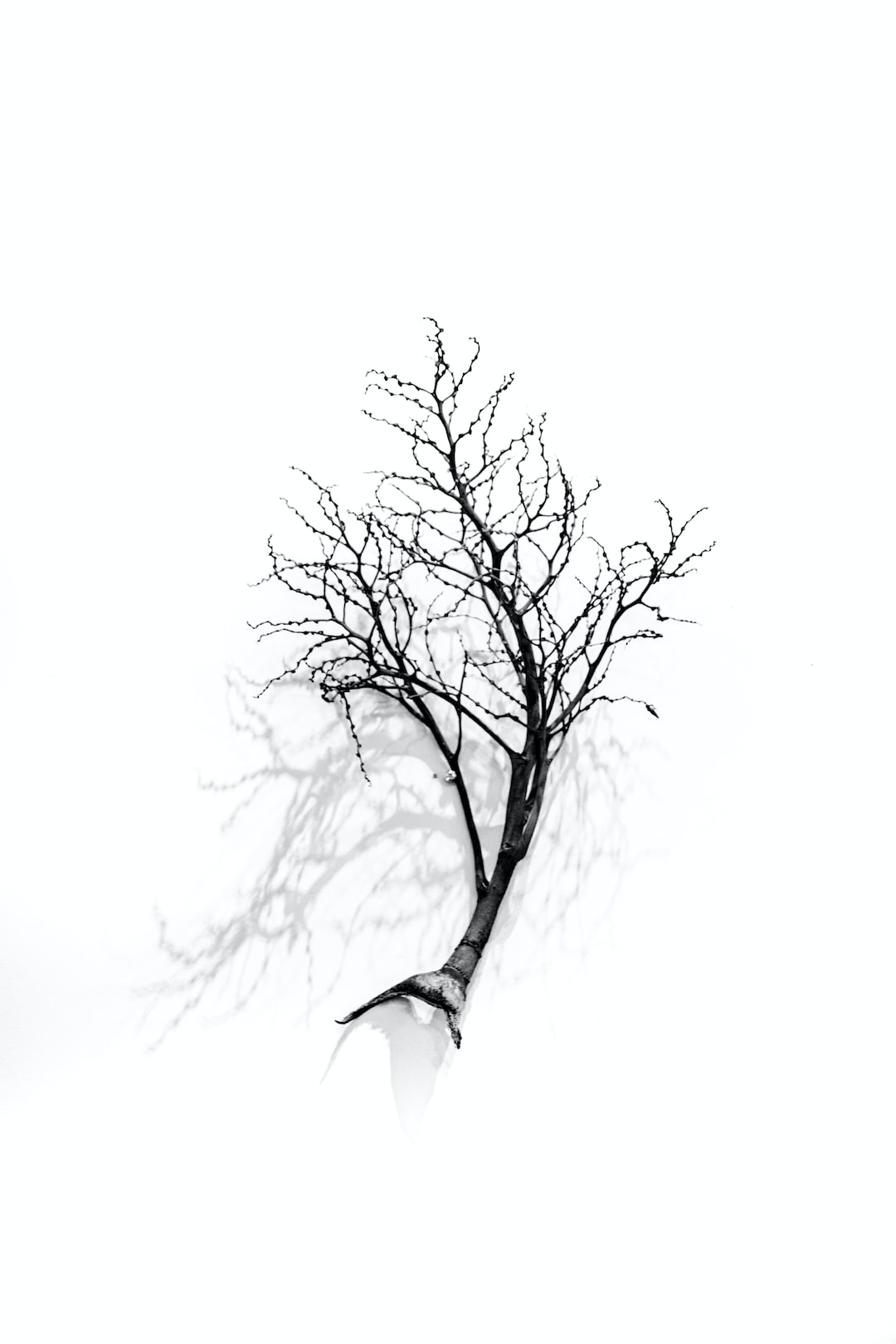 A branch of tree