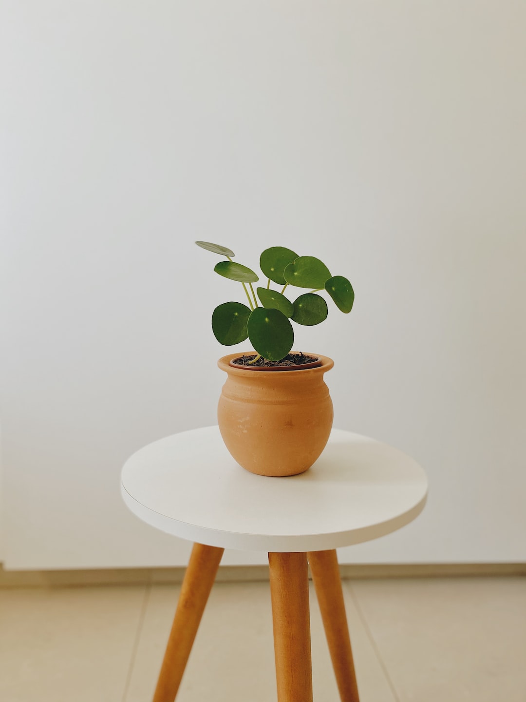 Pilea Plant on white table. 