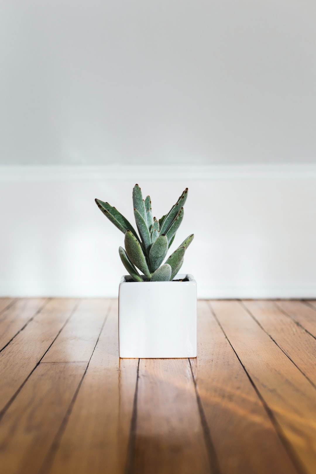 Meet Peach, the kalanchoe tomentosa.