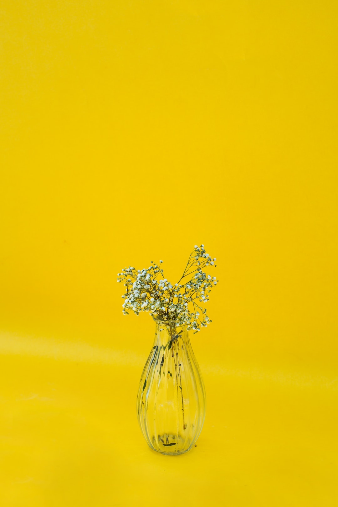 Baby’s breath against yellow