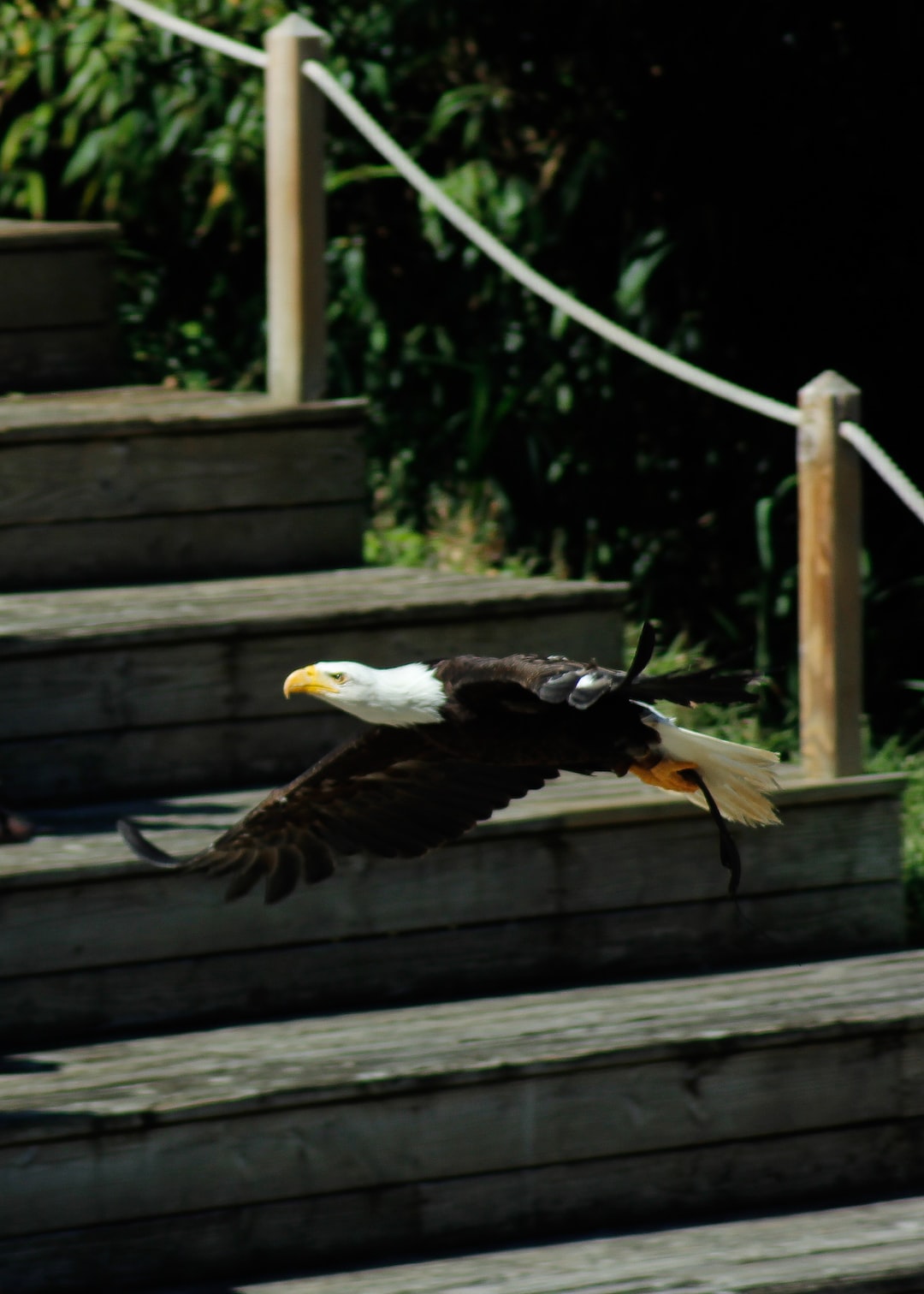 An Eagle in flight