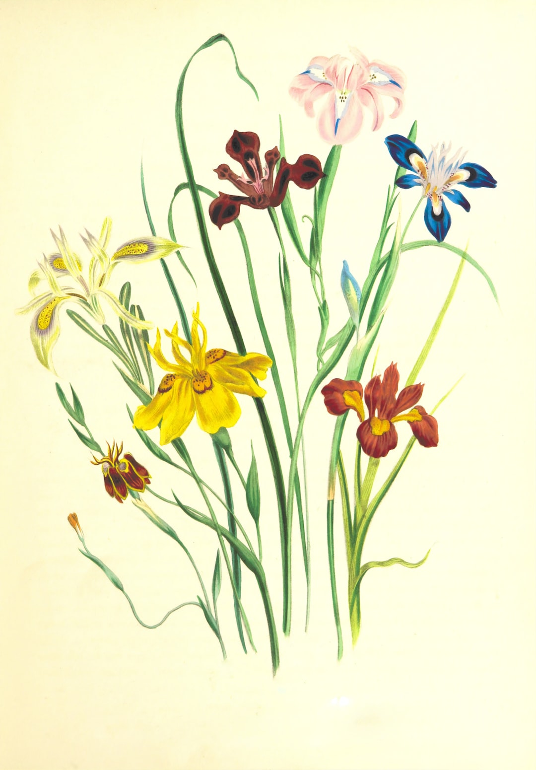 Image taken from page 29 of 'The ladies' flower garden of ornamental bulbous plants'