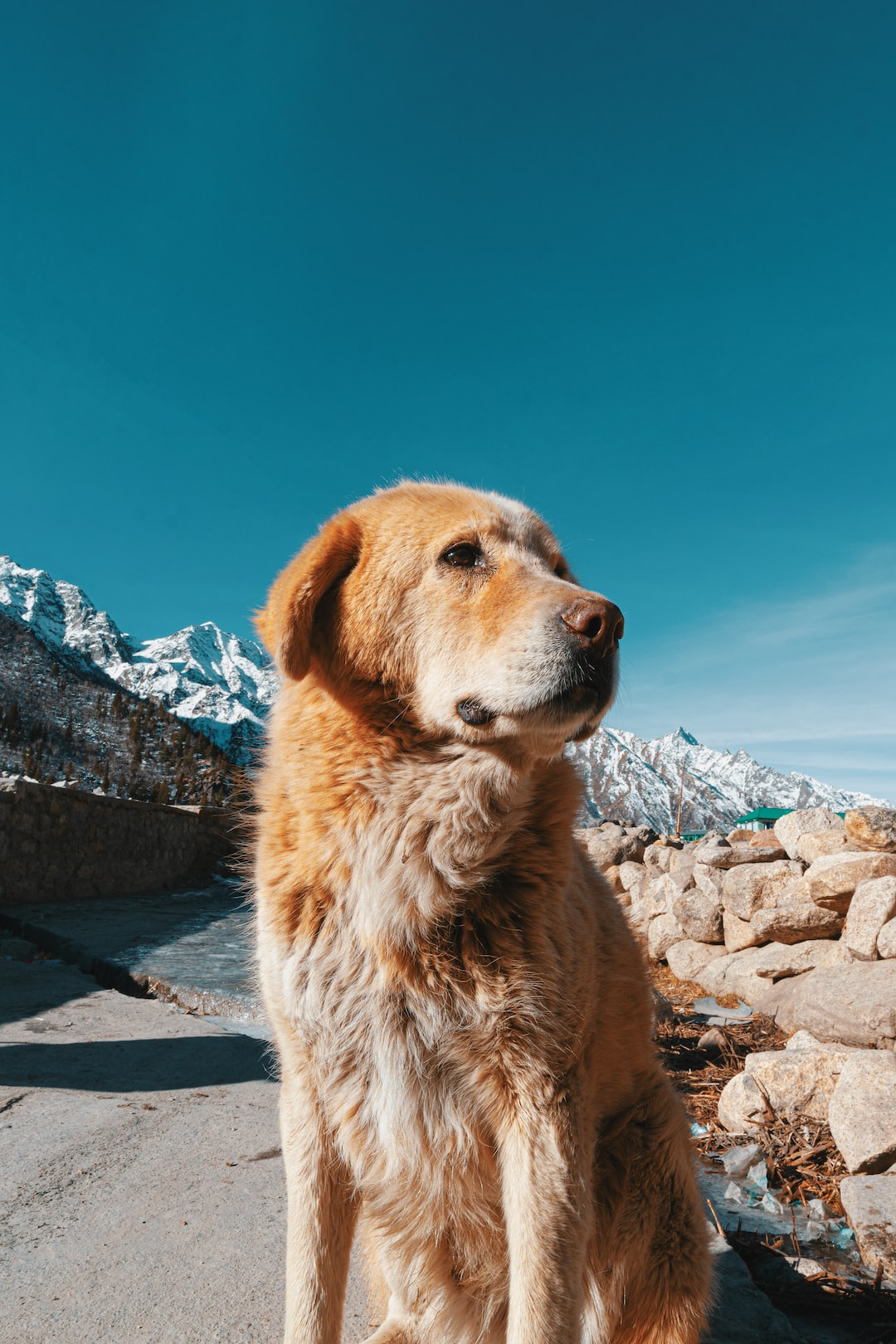 An old dog possing in the Himalayas