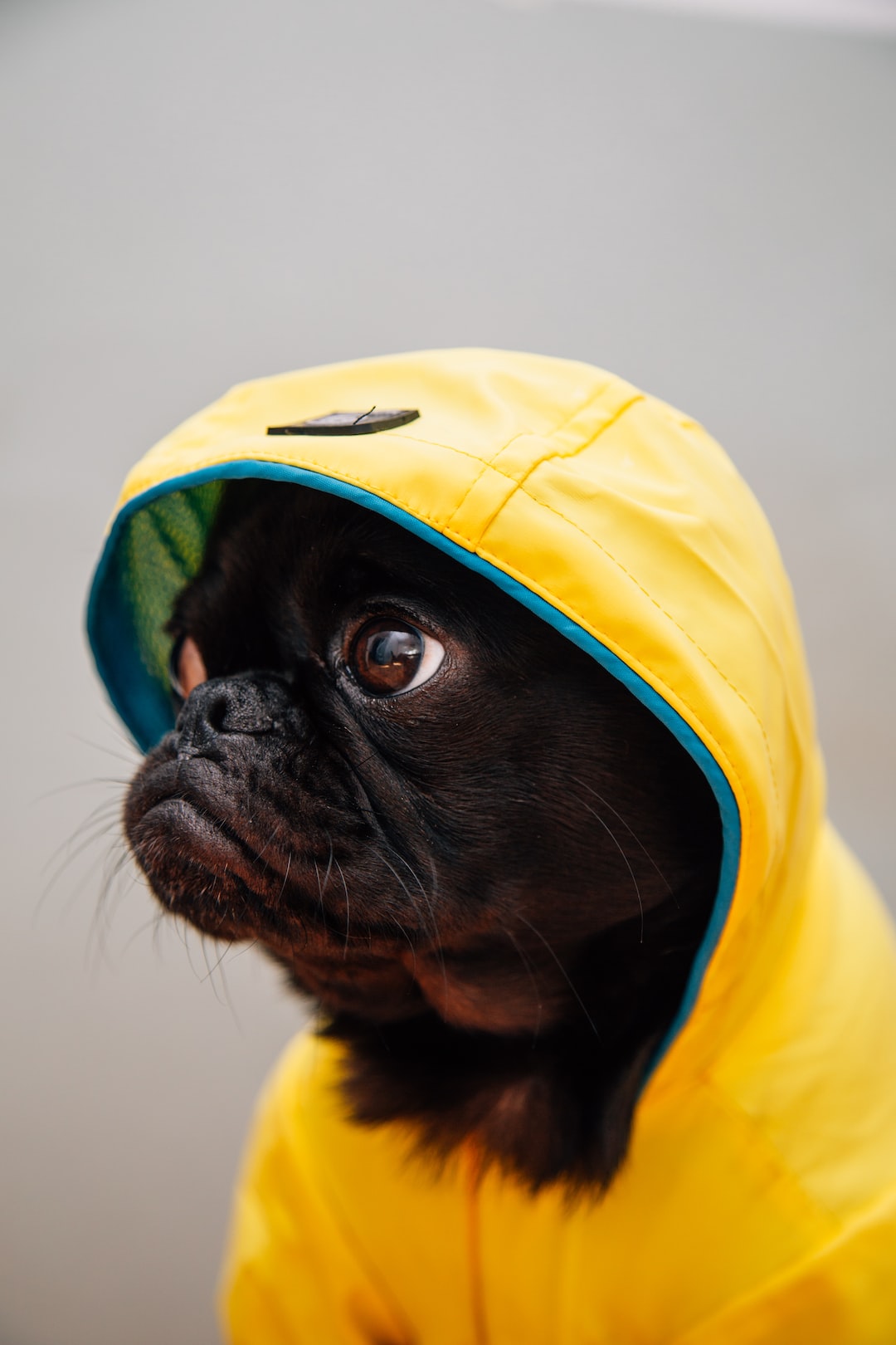 Toshi wearing the Silver Paw rain coat for dogs.