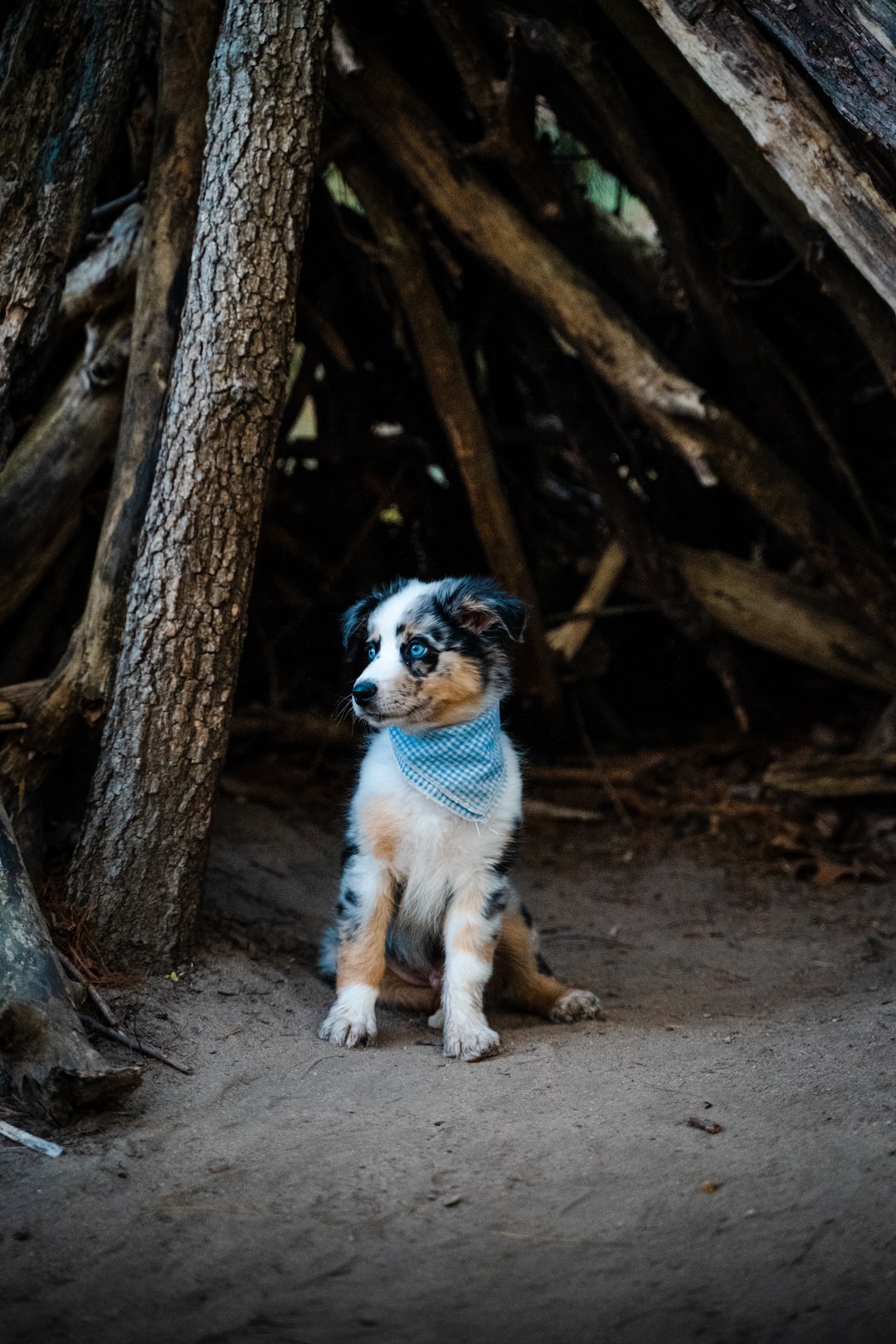 White and black aussie puppy sitting in a wooden shelter