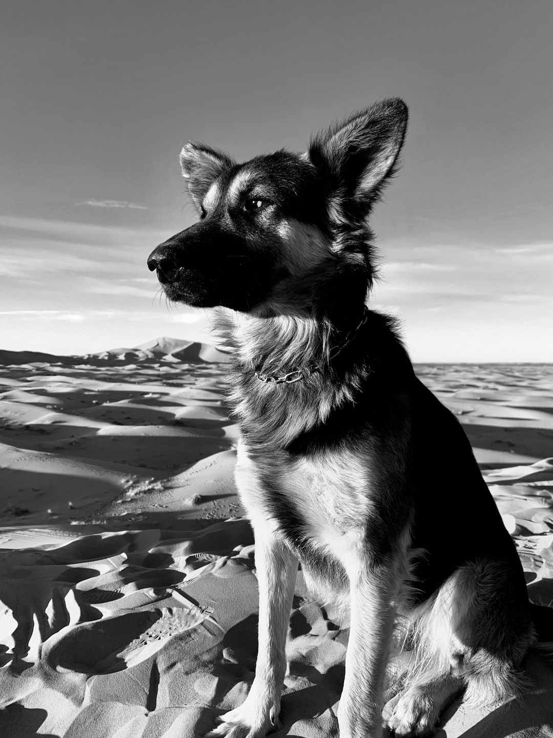 Dog watching the sunset in the Sahara.