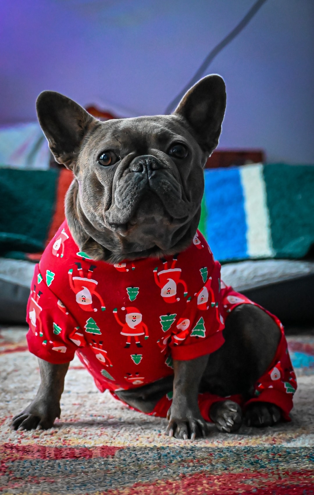 French bulldog wearing Christmas pajamas sitting on floor