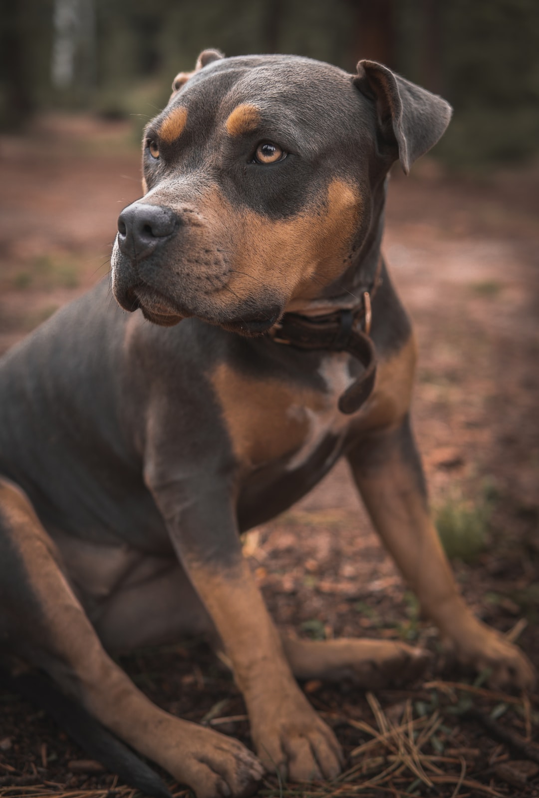 Dog in the woods