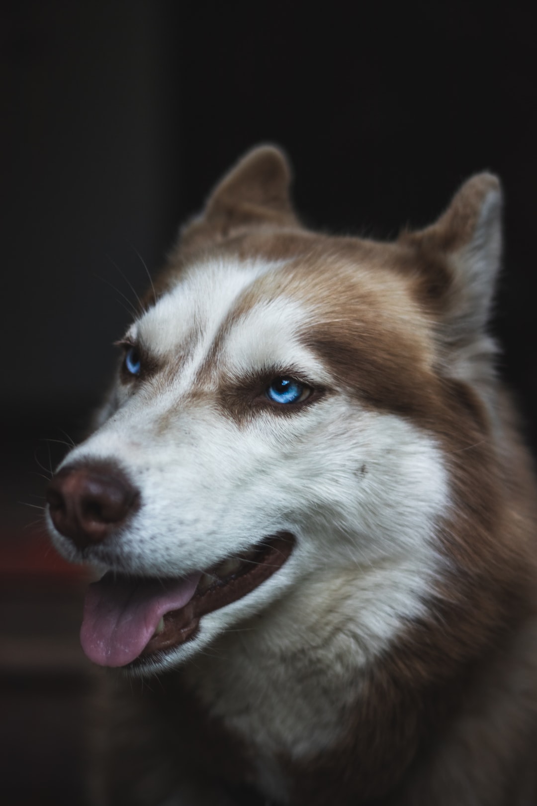 Good-looking husky portrait with her charming eyes