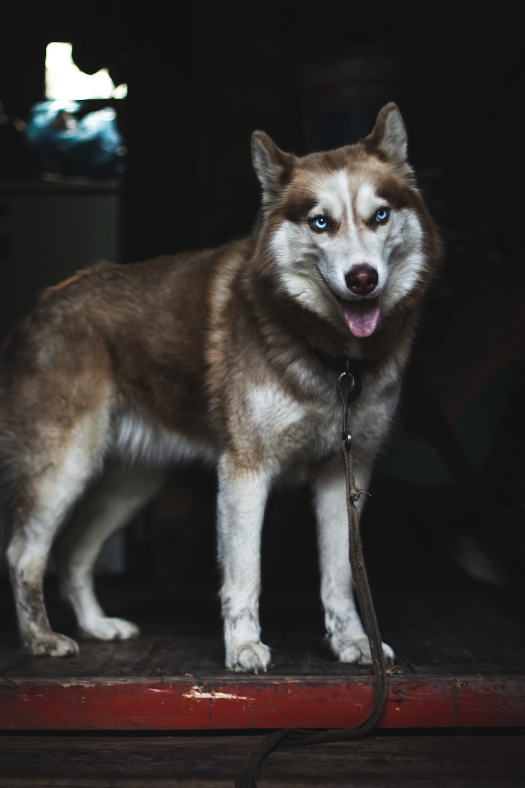 Good-looking husky portrait with her charming eyes