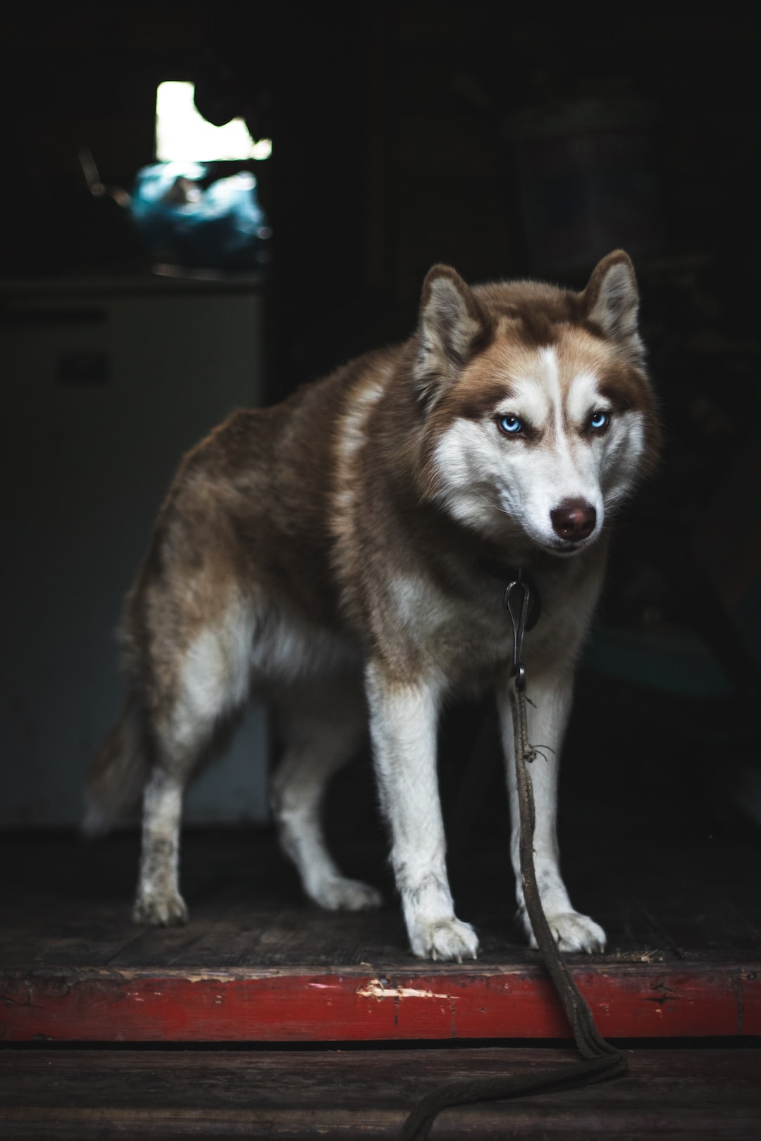 Good-looking husky portrait with her charming eyes