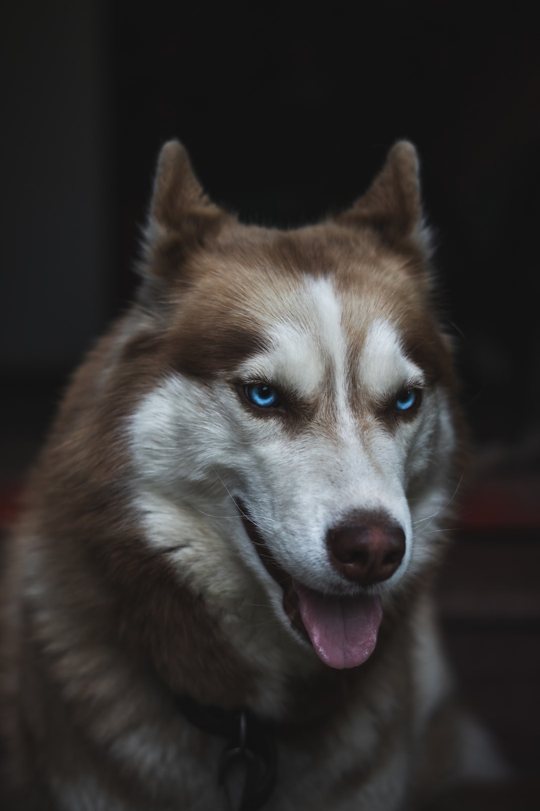 Good-looking husky portrait with her charming eyes