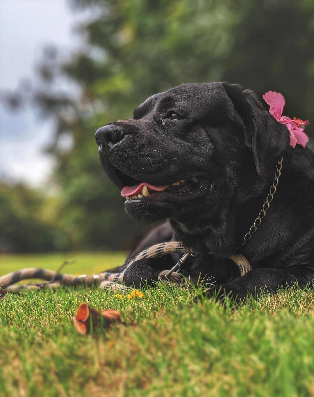 French Labrador