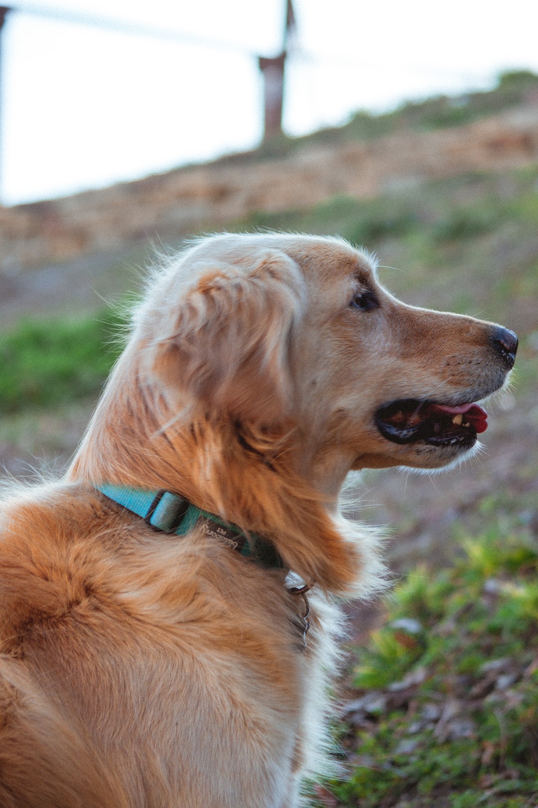 A golden retriever.