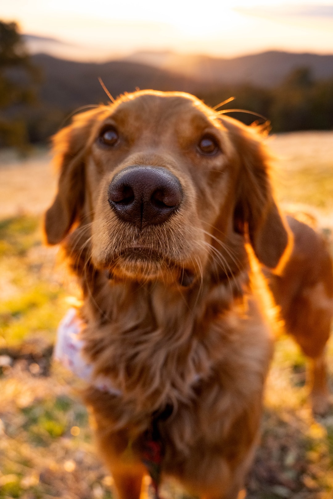 Golden Hour Sunset over the Sierras with my AKC Golden Retriever - Midpines, CA