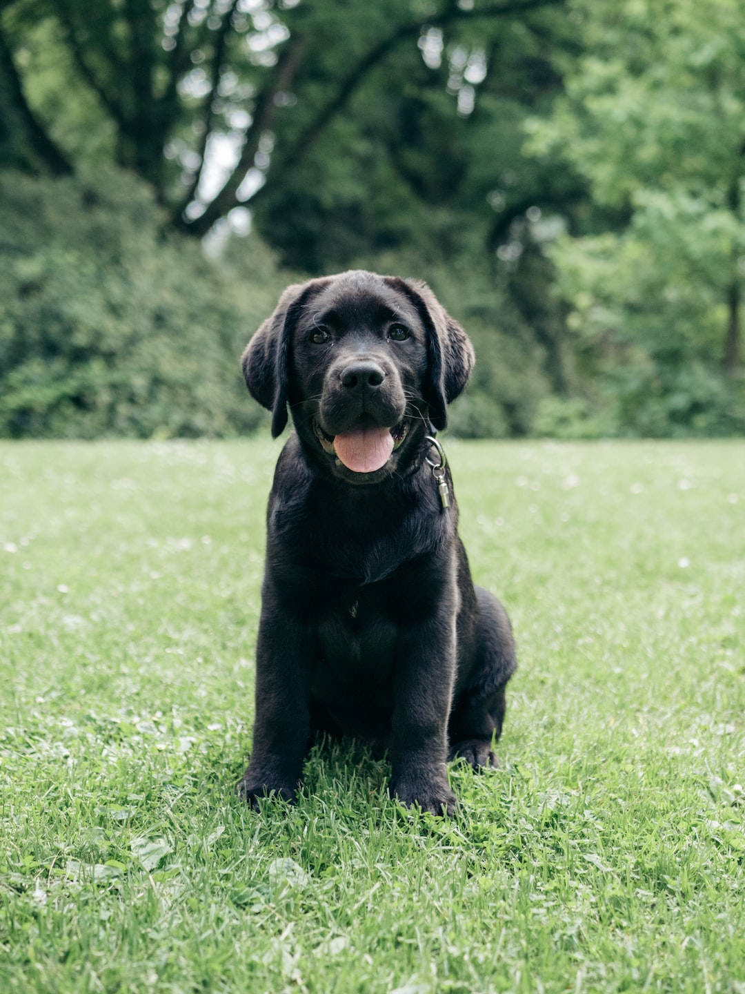 Black Labrador puppy, sitting in the park.