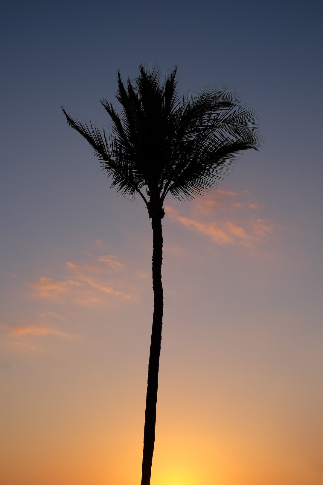 Palm at Sunset