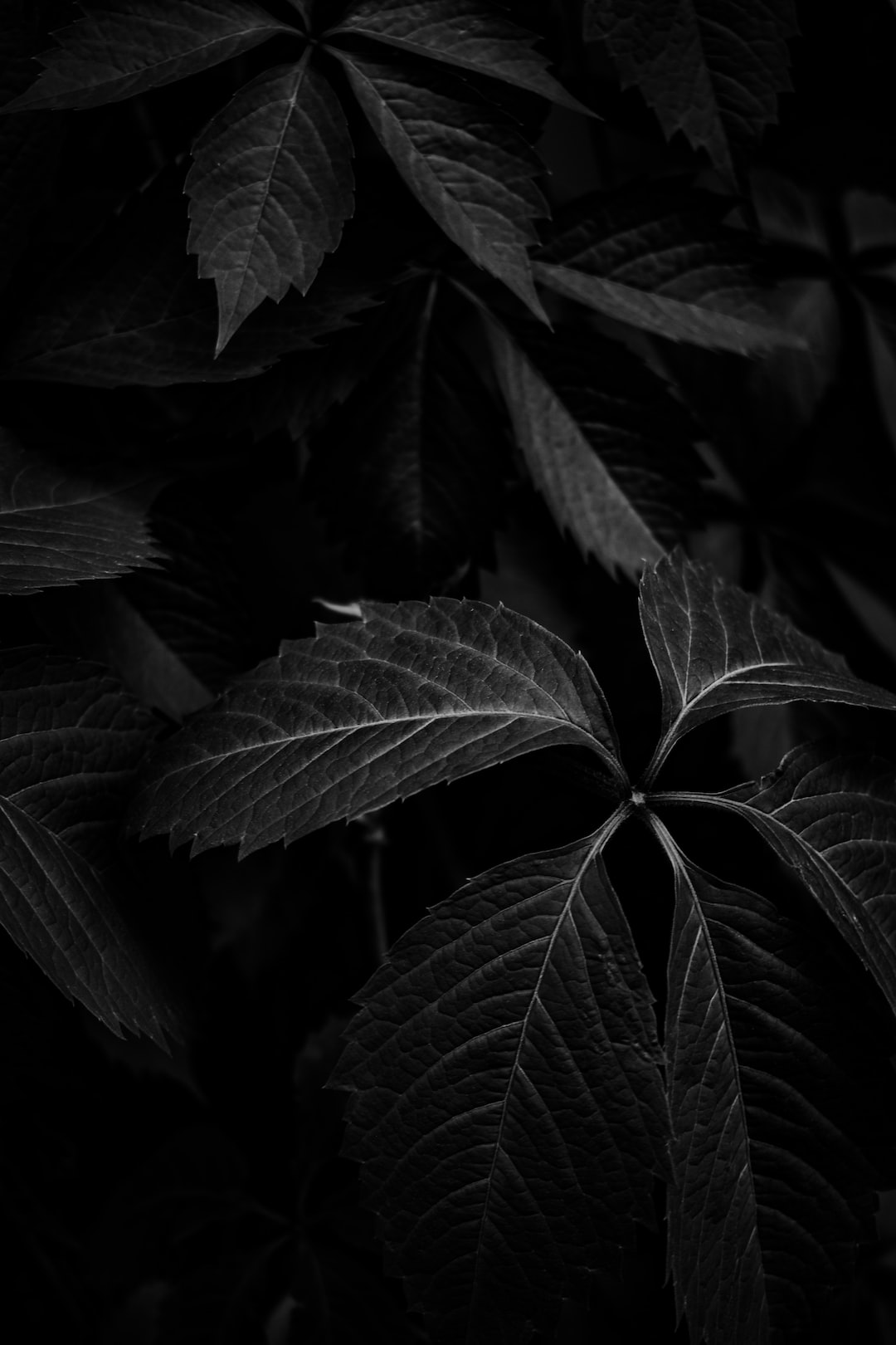 Black leaves nature backgrounds aesthetic dark leaves HD wallpaper  Pxfuel