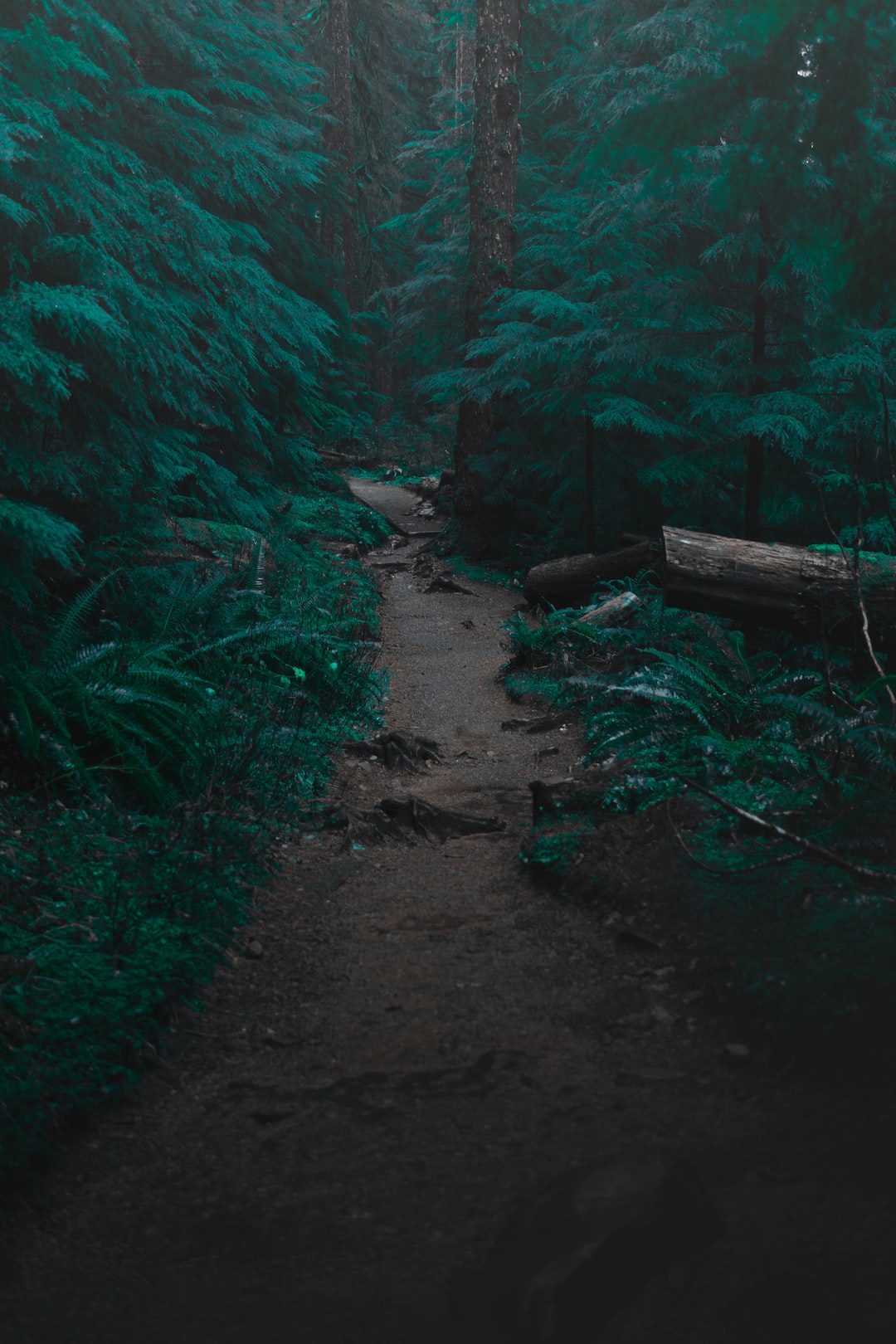 Pathway through woods