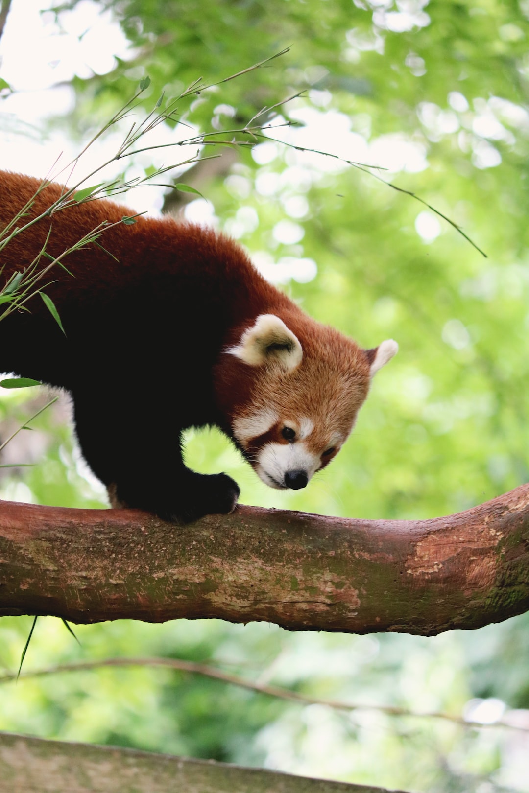 Red Panda