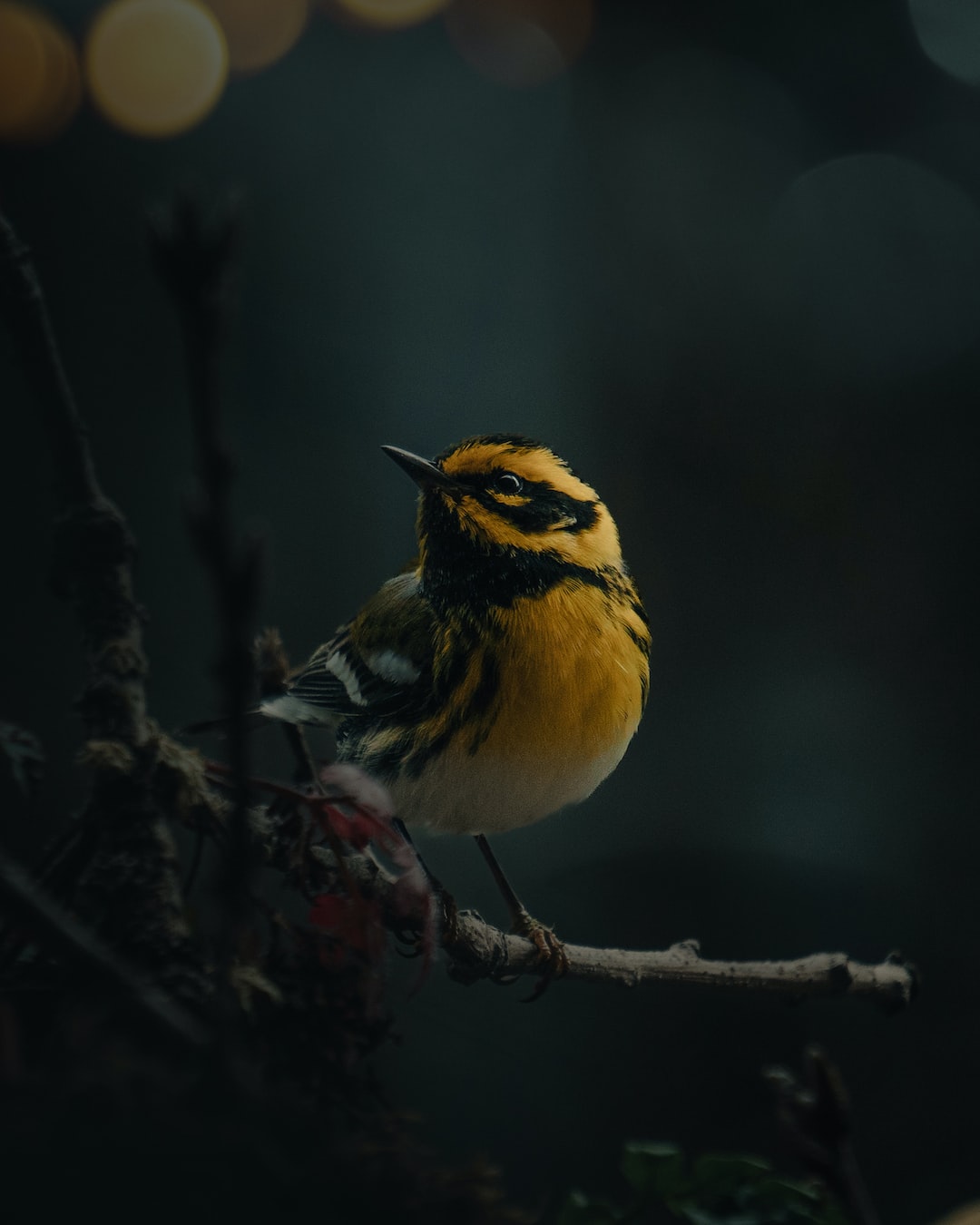 Townsend's Warbler perched in a tree here in Oregon. Photo by Lance Reis. Shot on my Sony Alpha. Say hi on Insta, KickassDesigns :)