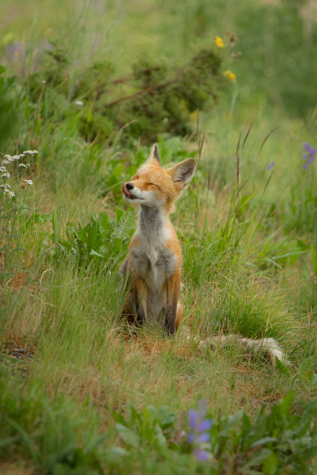 Happy Fox in a Field